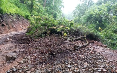 ଦୀର୍ଘ ଦିନ ରୁ ରାସ୍ତା ରେ ପଡି ରହିଛି ଗଛ : ଯାତାୟାତ ବାଧା ପ୍ରାପ୍ତ।