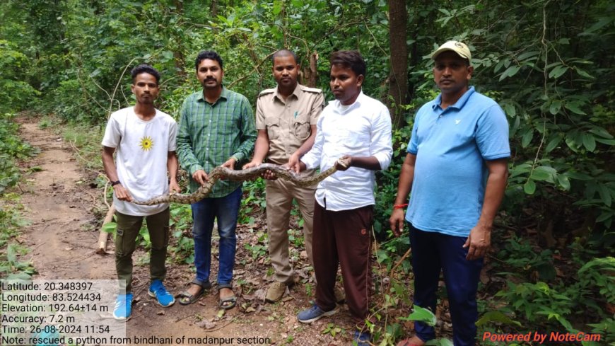 ବିନ୍ଧାଣୀରୁ ପାଞ୍ଚ ଫୁଟର ଅଜଗର ସାପ ଉଦ୍ଧାର କଲା ବନ ବିଭାଗ