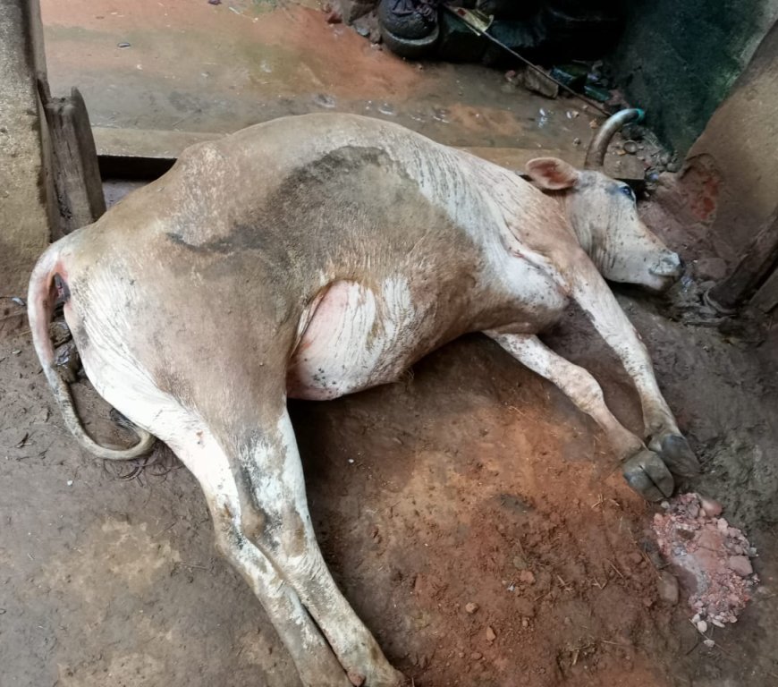 ବିଜାପାଟି ଠାରେ ବଜ୍ରାଘାତ ରେ ବଳଦ ମୃତ....