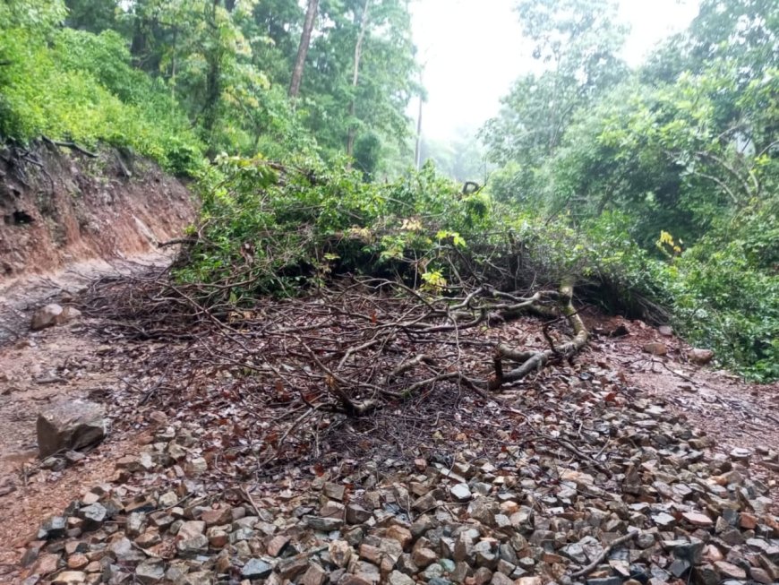 ଦୀର୍ଘ ଦିନ ରୁ ରାସ୍ତା ରେ ପଡି ରହିଛି ଗଛ : ଯାତାୟାତ ବାଧା ପ୍ରାପ୍ତ।