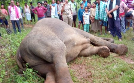 ପୁଣି ଏକ ମାଈ ହାତୀ ର ମୃତ୍ୟୁ