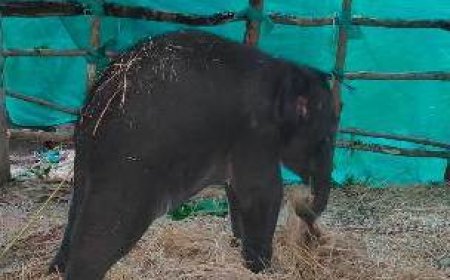 ଗତ ଶୁକ୍ରବାର ଦିନ ମାଈ ହାତୀର ମୃତ ଦେହ ଉଦ୍ଧାର:ଦୁଇ ଦିନପରେ ଆଜି ପୁଣି ଏକ ହାତୀ ଶାବକ ଉଦ୍ଧାର