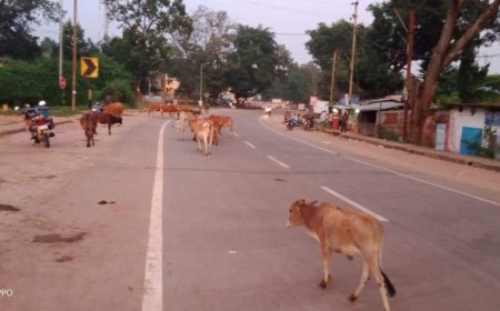 ବାଲିଗୁଡା ବଜାର ରେ ନାହିଁ ପରିସ୍ରାଗାର ଓ ପାର୍କିଂ ବ୍ୟବସ୍ଥା ଲୋକେ ହଟାହଟା  |