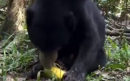 ଗାଁ ନିକଟରେ ରହିଛି ଭାଲୁ , ଅଞ୍ଚଳବାସୀ ଆତଙ୍କିତ।