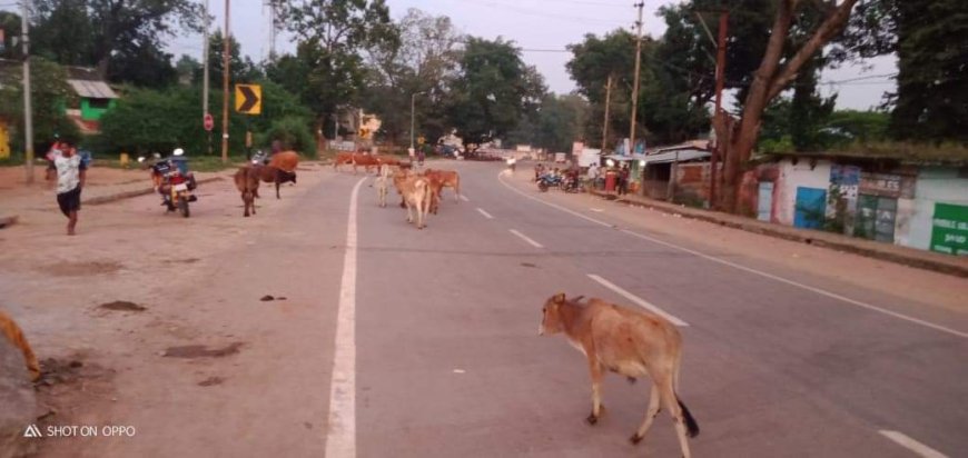 ବାଲିଗୁଡା ବଜାର ରେ ନାହିଁ ପରିସ୍ରାଗାର ଓ ପାର୍କିଂ ବ୍ୟବସ୍ଥା ଲୋକେ ହଟାହଟା |
