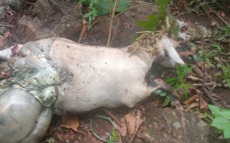 ସାର୍ତ୍ତୁଲ ପଞ୍ଚାୟତ ରେ  ବାଘ ଆତଙ୍କ, ଲୋକେ ଭୟଭିତ