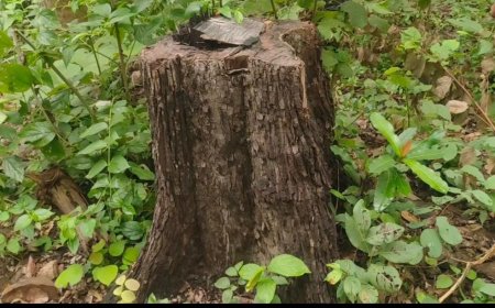 କେନ୍ଦୁ ଗଣ୍ଡି ଚୋରା ଚାଲାଣ ଘଟଣା, ଗଣ୍ଡି ଅସଲି ହେଲେ କାଗଜ ନକଲି, ଘଟଣାର ତଦନ୍ତ କଲେ ଆରସିସି ଏଫ, ହାତରେ ଲାଗିଲା ବହୁ ଗୁରୁତ୍ୱପୂର୍ଣ ତଥ୍ୟ, ସନ୍ଦେହରେ ବନ ବିଭାଗର ଭୂମିକା