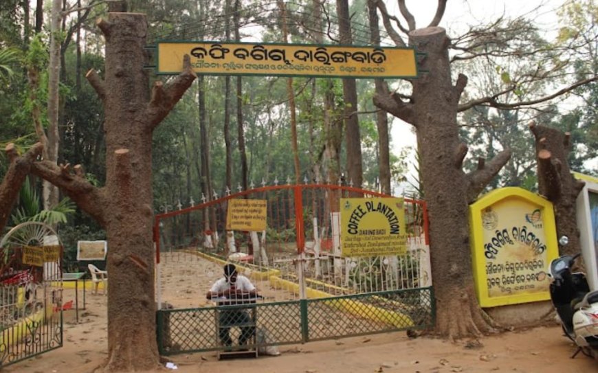 କଫି ବଗିଚା ଉନ୍ନତି କରଣ ନା ରେ ହରିଲୁଟ ଅଭିଯୋଗ