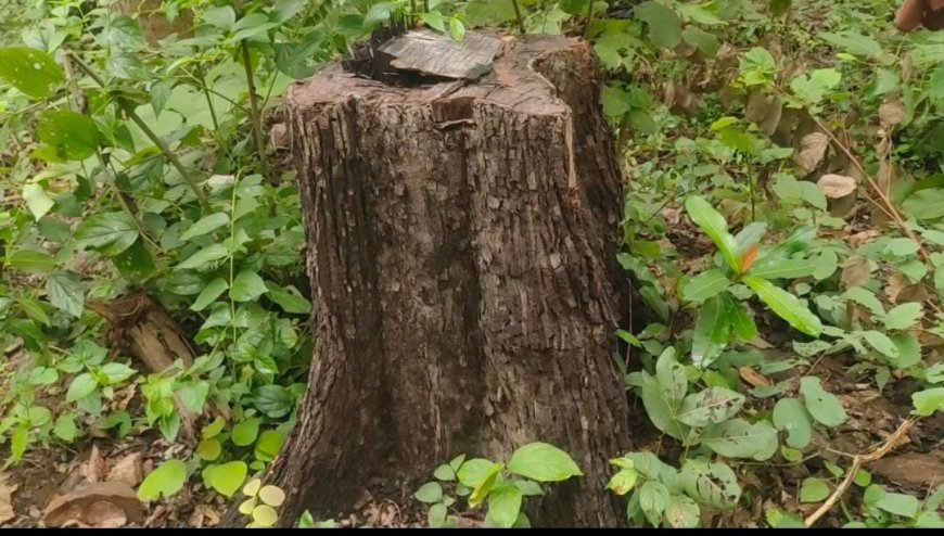 କେନ୍ଦୁ ଗଣ୍ଡି ଚୋରା ଚାଲାଣ ଘଟଣା, ଗଣ୍ଡି ଅସଲି ହେଲେ କାଗଜ ନକଲି, ଘଟଣାର ତଦନ୍ତ କଲେ ଆରସିସି ଏଫ, ହାତରେ ଲାଗିଲା ବହୁ ଗୁରୁତ୍ୱପୂର୍ଣ ତଥ୍ୟ, ସନ୍ଦେହରେ ବନ ବିଭାଗର ଭୂମିକା
