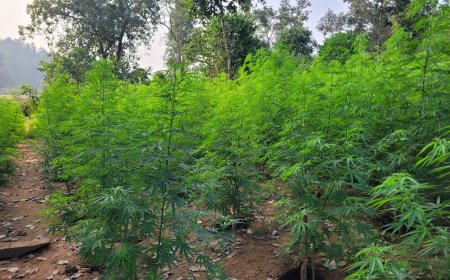 କନ୍ଧମାଳ ରେ ଅପରେସନ ନୀଳ ଜହର l  ପନ୍ଦର ଏକର ସରକାରୀ ଜମିରୁ ଗଂଜେଇ କାଟିଲା ବାଲିଗୁଡା ପୋଲିସ l