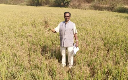 ପାଣି ଅଭାବରୁ ଧାନ ଚାଷ କରିଥିବା ଜମି ଶୁଖି ନଷ୍ଟ