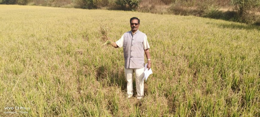 ପାଣି ଅଭାବରୁ ଧାନ ଚାଷ କରିଥିବା ଜମି ଶୁଖି ନଷ୍ଟ