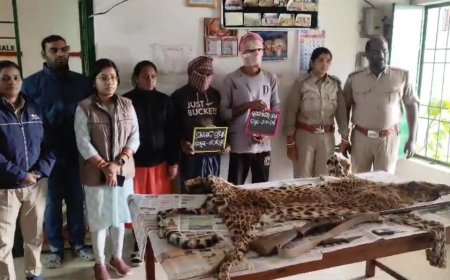 ବାଘ ଛାଲ ଜବତ, ଦେଶୀ ବନ୍ଧୁକ ସହ ଦୁଇ ଗିରଫ