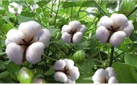 କୋହଲା ପାଗ କୁ ଝିପି ଝିପି ବର୍ଷା ଚାଷୀ ପାଇଁ କାଳ   **ମଣ୍ଡି ଉପରେ ଭରଷା କରି ପାରୁନାହାଁନ୍ତି ଛୋଟ ଚାଷୀ 