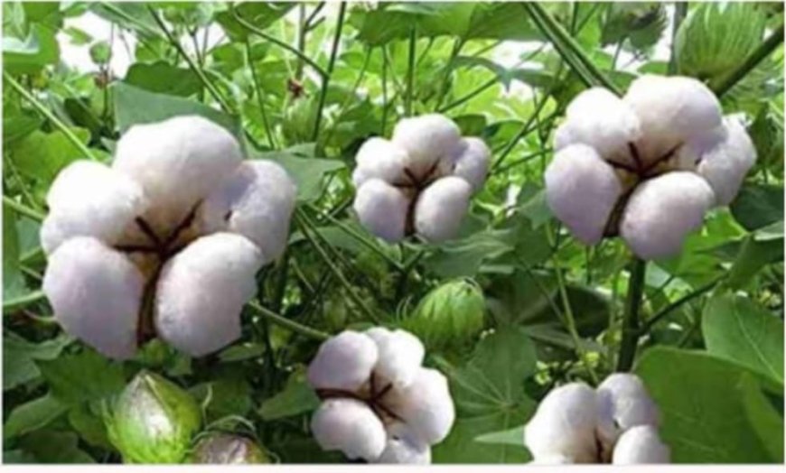 କୋହଲା ପାଗ କୁ ଝିପି ଝିପି ବର୍ଷା ଚାଷୀ ପାଇଁ କାଳ