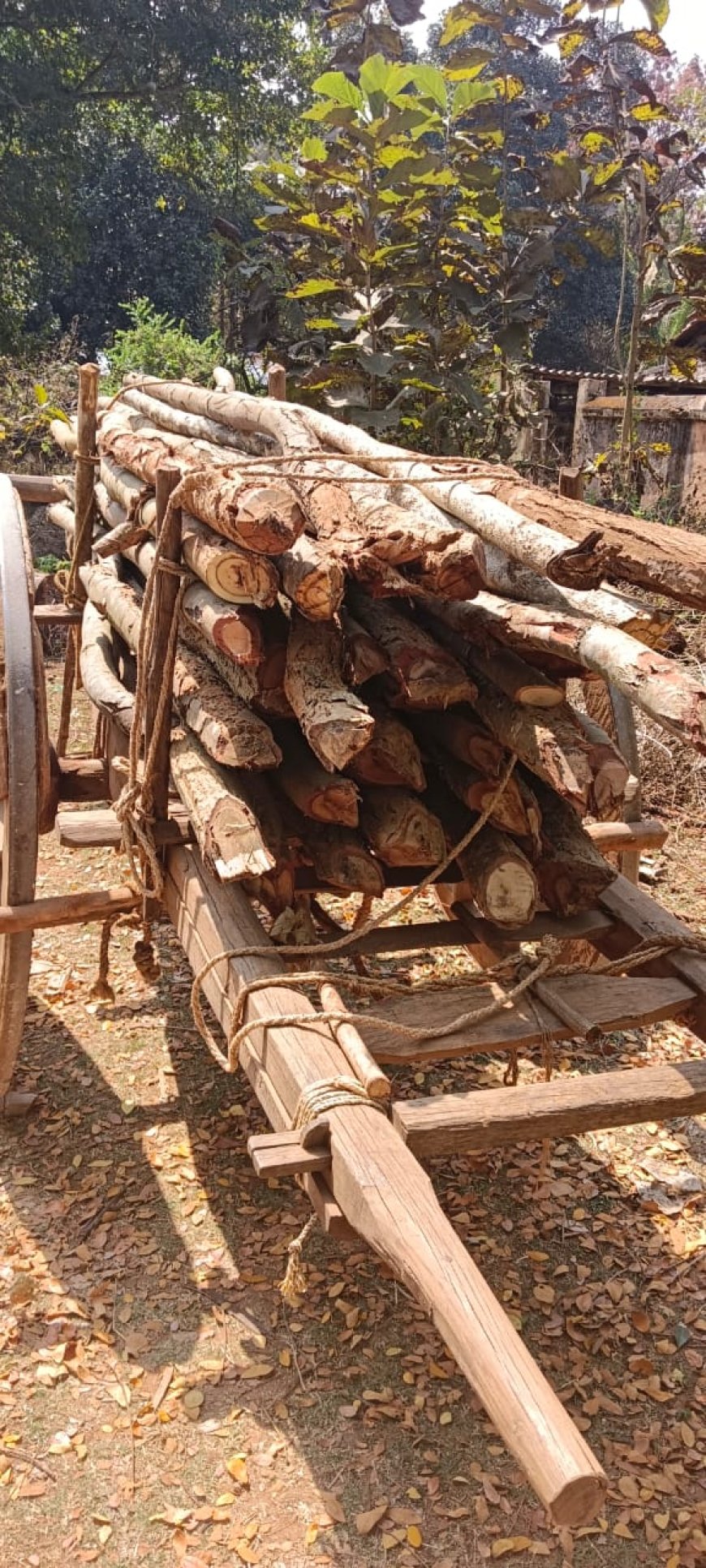 ବନ ବିଭାଗ ର କାର୍ଯ୍ୟାନୁଷ୍ଠାନ ଆରମ୍ଭ, ଦୁଇ ଶଗଡ଼ ସହ କାଠ ଜବତ