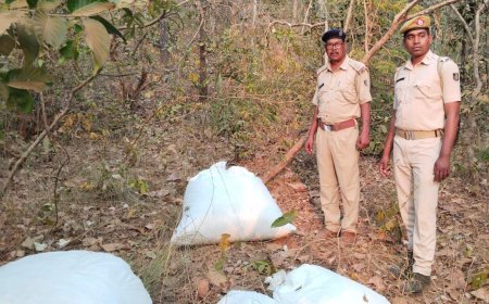 ୩କୁଇଣ୍ଟାଲ ରୁ ଉର୍ଦ୍ଧ୍ଵ ଗଞ୍ଜେଇ ଜବତ, ଅଭିଯୁକ୍ତ ଫେରାର