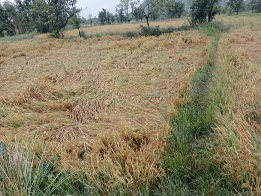ଅଦିନିଆ ଲଘୁଚାପ ବର୍ଷା:ଚାଷୀକୂଳ ହନ୍ତସନ୍ତ