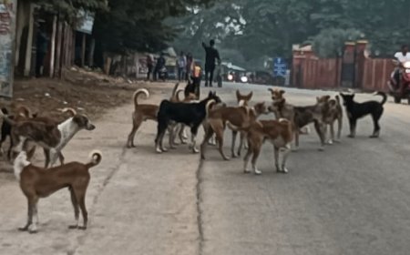 *ଗୋ ସୁରକ୍ଷା ପାଇଁ ଟ୍ରଷ୍ଟ ପକ୍ଷରୁ ଗୋଶାଳା ଆରମ୍ଭ ହେଲା* -  *ପ୍ରଶାସନ ର ଅସହଯୋଗ ପଦା ରେ ପଡ଼ିଲା*