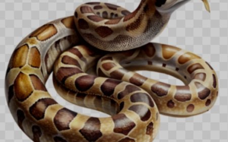 ବନ ବିଭାଗ ପକ୍ଷରୁ  ଅବୁଜବାହାଲ ଠାରେ  ଅଜଗର ସାପ ଉଦ୍ଧାର