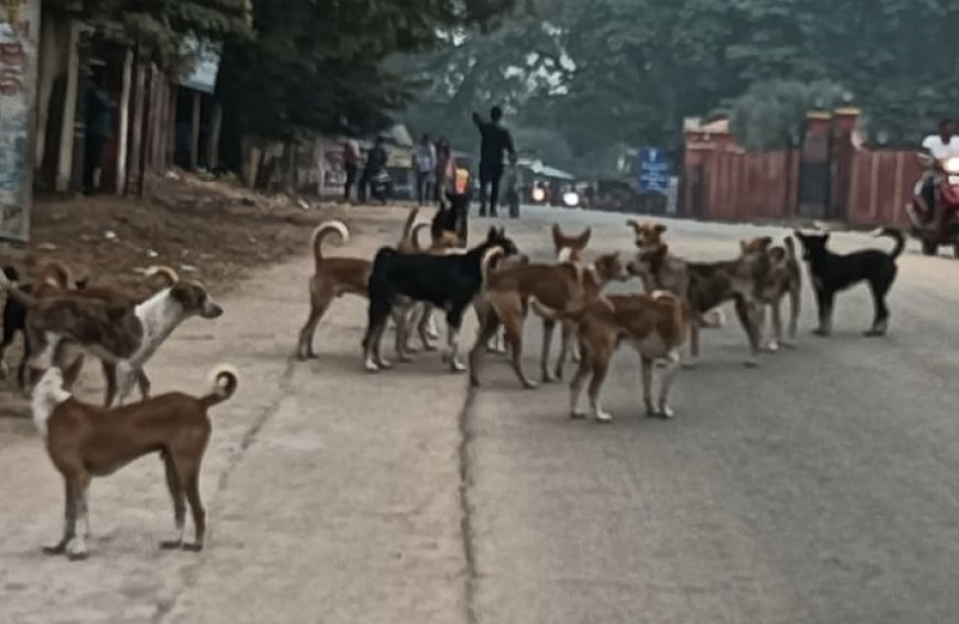 *ଗୋ ସୁରକ୍ଷା ପାଇଁ ଟ୍ରଷ୍ଟ ପକ୍ଷରୁ ଗୋଶାଳା ଆରମ୍ଭ ହେଲା* - *ପ୍ରଶାସନ ର ଅସହଯୋଗ ପଦା ରେ ପଡ଼ିଲା*