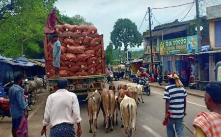 ବାଲିଗୁଡା ସହରରେ ବଢୁଛି ଟ୍ରାଫିକ ସମସ୍ୟା, ସୁଧାରିବା ପାଇଁ କାହାର ଆନ୍ତରିକତା ନାହିଁ 