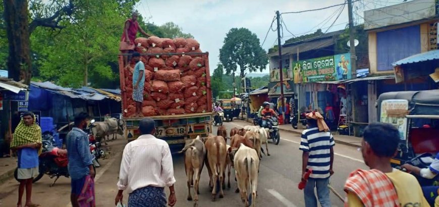 ବାଲିଗୁଡା ସହରରେ ବଢୁଛି ଟ୍ରାଫିକ ସମସ୍ୟା, ସୁଧାରିବା ପାଇଁ କାହାର ଆନ୍ତରିକତା ନାହିଁ 