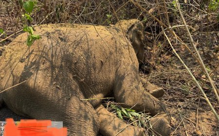 ଚିକିତ୍ସlଧିନ ଅବସ୍ଥା ରେ  ବେଲଘର ହାତୀ ମୃତ, ପ୍ରେସମିଟ ମାଧ୍ୟମ ରେ ସୁଚନା ଦେଲେ ବାଲିଗୁଡା ଡି. ଏଫ୍.ଓ ଘନଶ୍ୟାମ ମହନ୍ତ