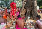 ତେରେସିଂହାରେ ମାଁ ପାଟଖଣ୍ଡାଙ୍କ ଛତର ଯାତ୍ରା ଅନୁଷ୍ଠିତ